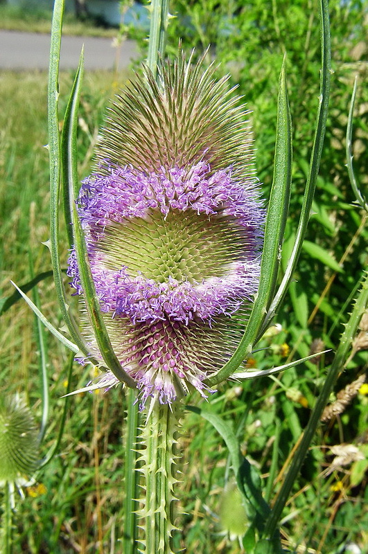 štetka lesná Dipsacus fullonum L.