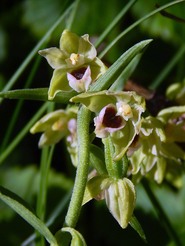 kruštík rožkatý Epipactis muelleri Godfery