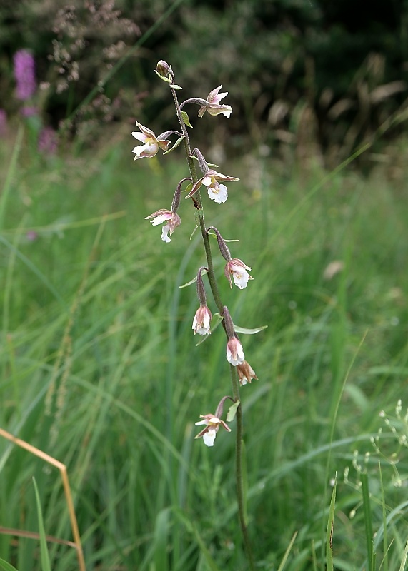 kruštík močiarny Epipactis palustris (L.) Crantz