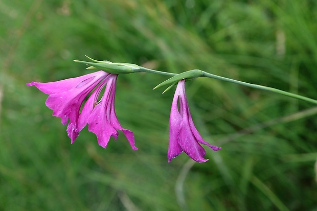 mečík škridlicovitý Gladiolus imbricatus L.