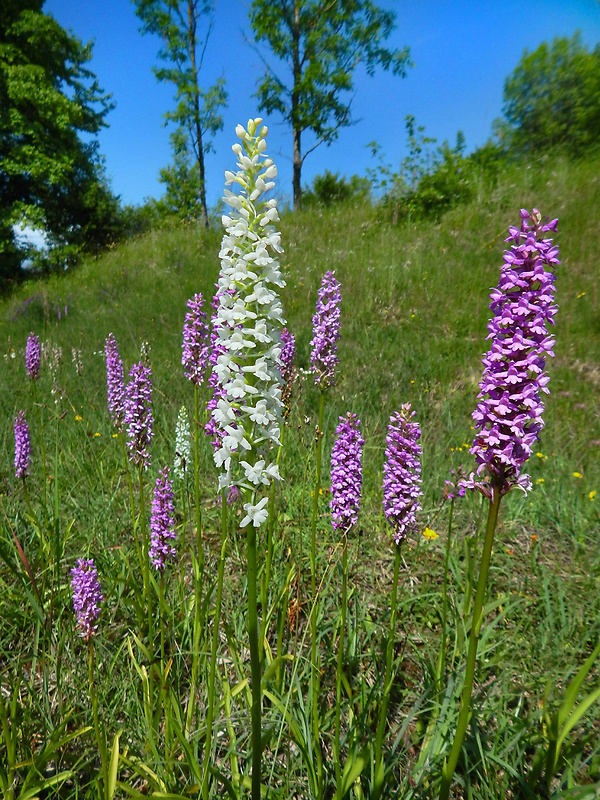 päťprstnica hustokvetá Gymnadenia densiflora (Wahlenb.) A. Dietr.