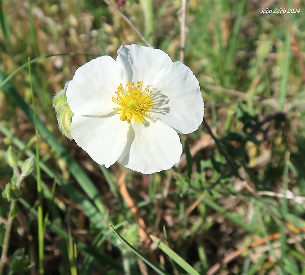 devätorník apeninský Helianthemum apenninum (L.) Mill.