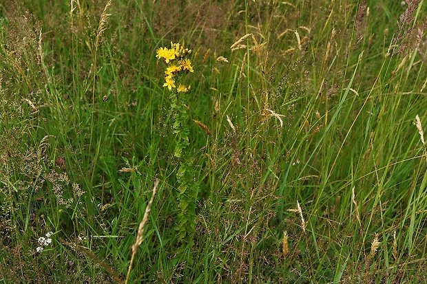 ľubovník škvrnitý Hypericum maculatum Crantz