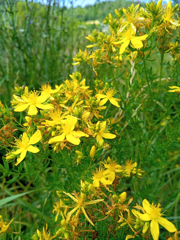 ľubovník bodkovaný Hypericum perforatum L.