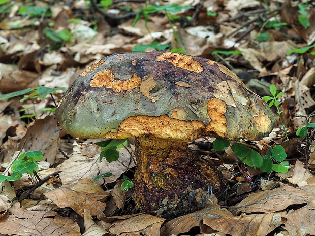 hríb zavalitý Imperator torosus Fr. in Fr. et Hök