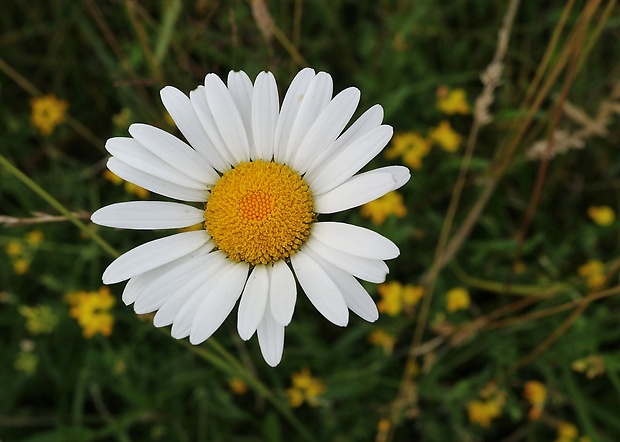 margaréta biela Leucanthemum vulgare Lam.