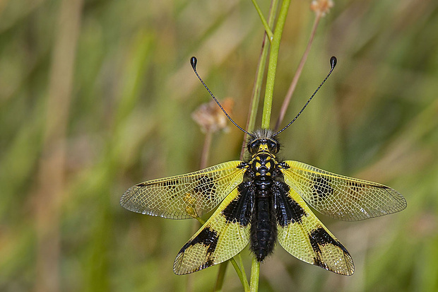 askalafus škvrnitokrídly  Libelloides macaronius (Scopoli, 1763)