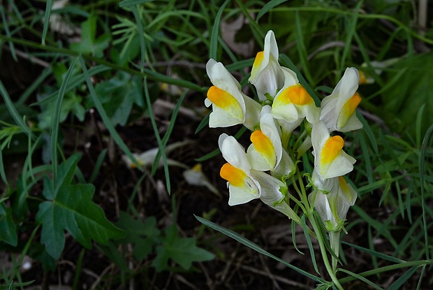 pyštek obyčajný Linaria vulgaris Mill.