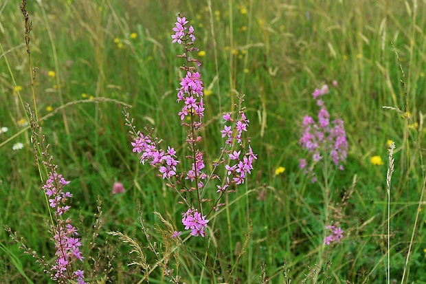 vrbica prútnatá Lythrum virgatum L.