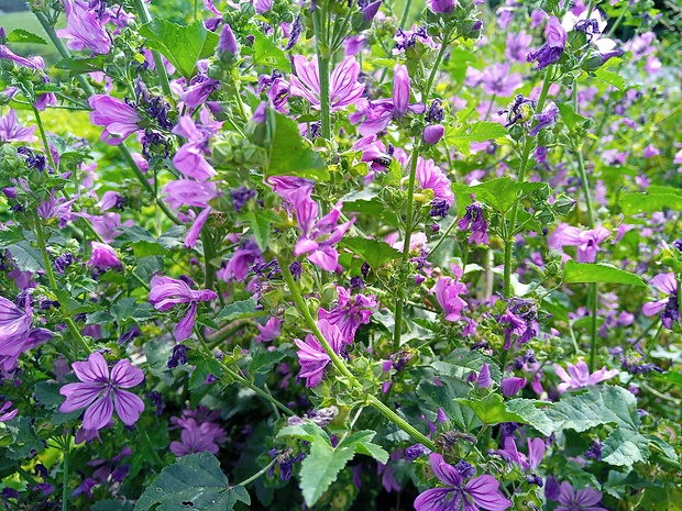 slez lesný Malva sylvestris L.