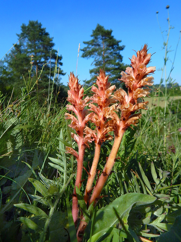 záraza červenkastá Orobanche kochii F. W. Schultz