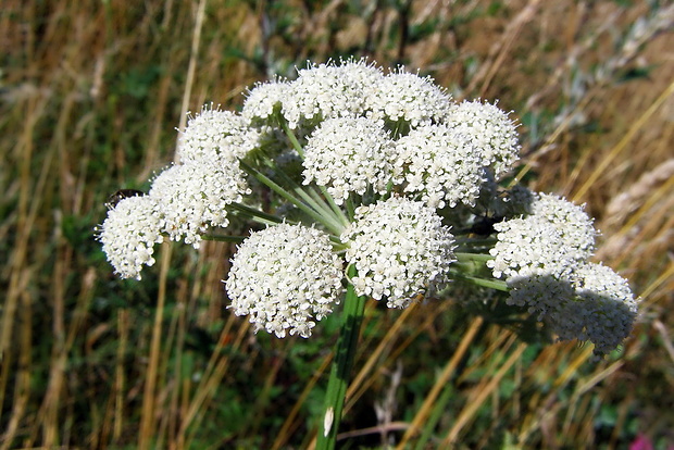 smldník jelení Peucedanum cervaria (L.) Cusson