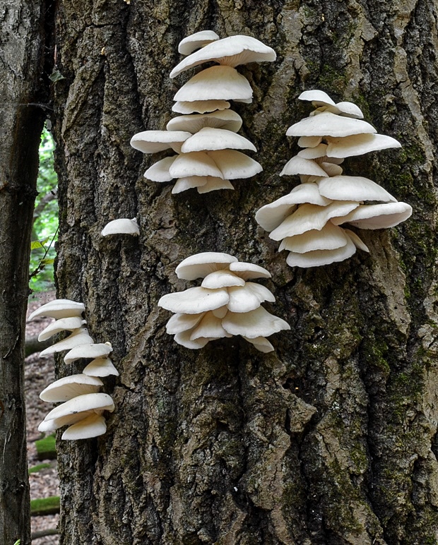 hliva buková Pleurotus pulmonarius (Fr.) Quél.