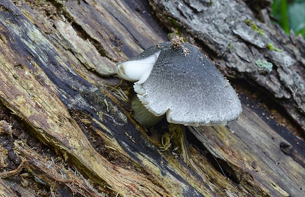 štítovka vŕbová Pluteus salicinus (Pers.) P. Kumm.