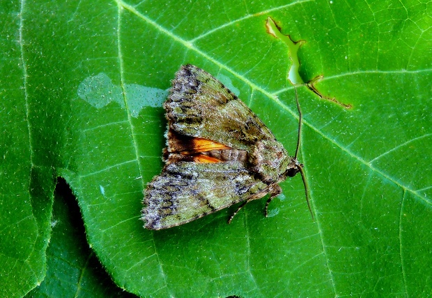 sivkavec svíbový Polyphaenis sericata