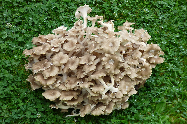 trúdnik klobúčkatý Polyporus umbellatus (Pers.) Fr.