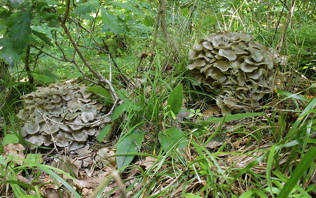 trúdnik klobúčkatý Polyporus umbellatus (Pers.) Fr.