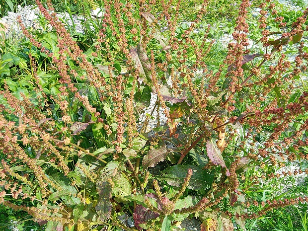 štiavec kučeravý Rumex crispus L.