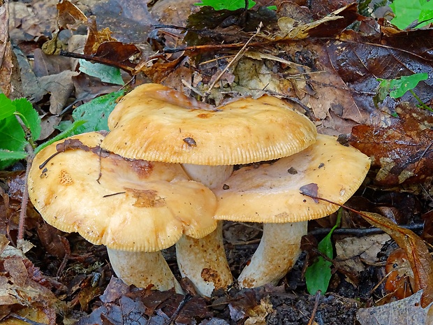 plávka sladkovonná Russula fragrantissima Romagn.