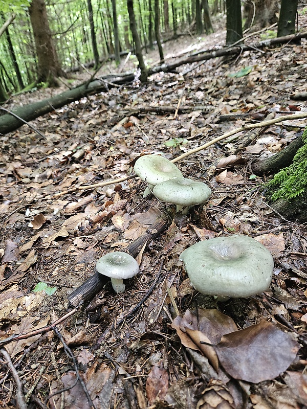 plávka Russula sp.