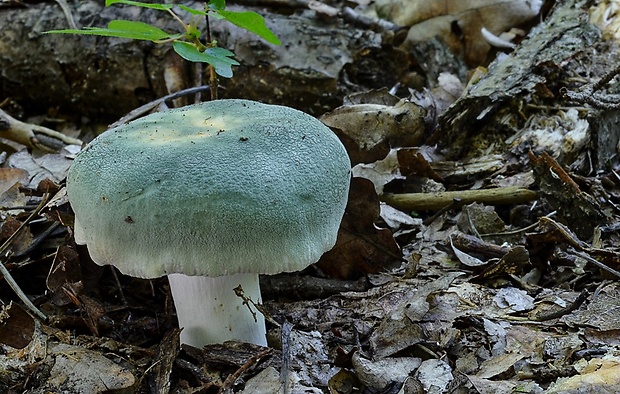 plávka zelenkastá Russula virescens (Schaeff.) Fr.