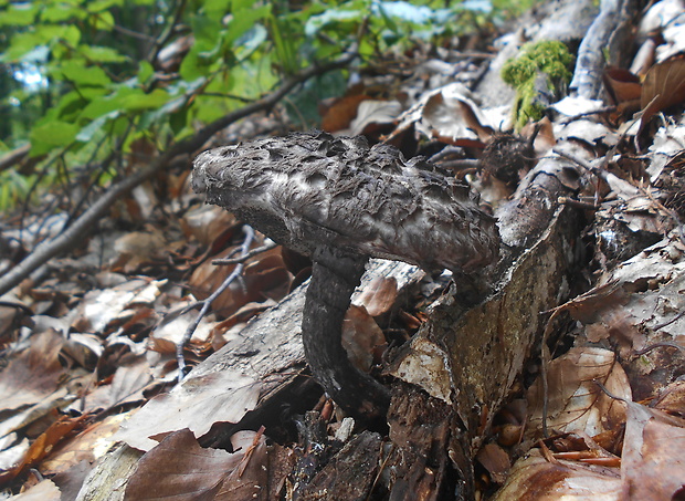 šiškovec šupinatý Strobilomyces strobilaceus (Scop.) Berk.