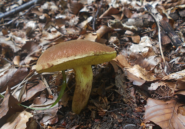 suchohríb plstnatý Xerocomus subtomentosus L.