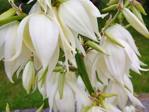 juka vláknitá Yucca filamentosa