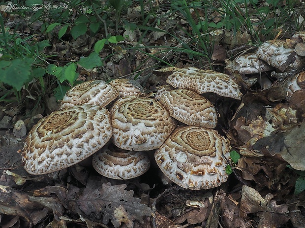 pečiarka trsovitá Agaricus bohusii Bon