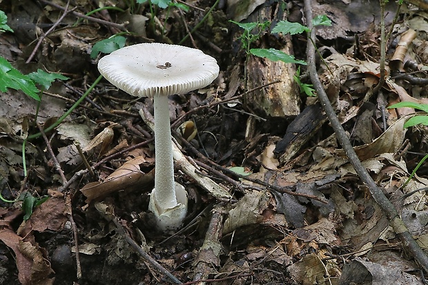 muchotrávka pošvatá Amanita vaginata (Bull.) Lam.