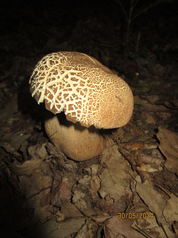 hríb dubový Boletus reticulatus Schaeff.