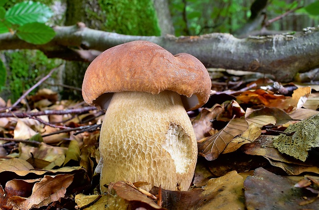 hríb dubový Boletus reticulatus Schaeff.