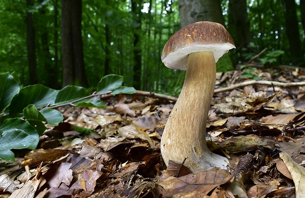 hríb dubový Boletus reticulatus Schaeff.