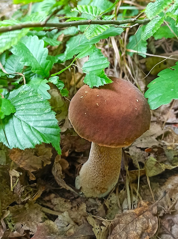 hríb dubový Boletus reticulatus Schaeff.