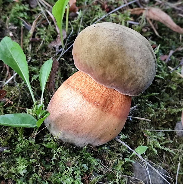 hríb Boletus sp.