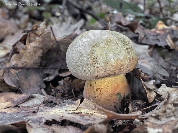 hríb striebristý Butyriboletus fechtneri (Velen.) D. Arora & J.L. Frank