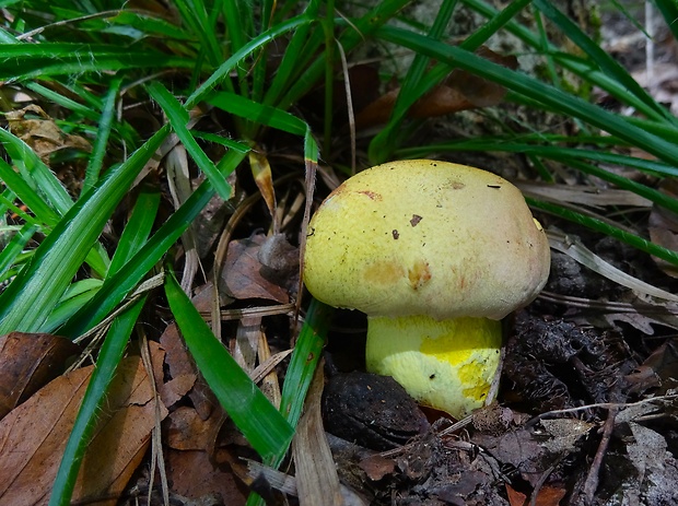 hríb kráľovský Butyriboletus regius (Krombh.) D. Arora & J.L. Frank