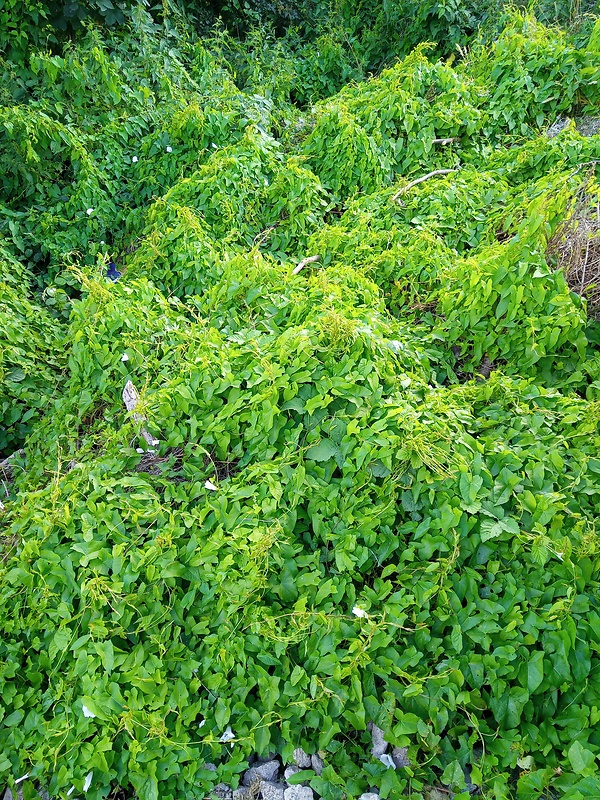 povoja plotná Calystegia sepium (L.) R. Br.