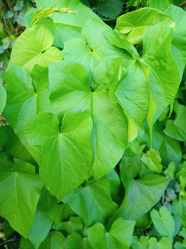 povoja plotná Calystegia sepium (L.) R. Br.