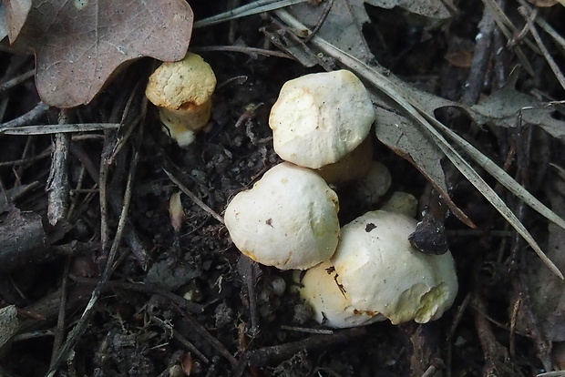 kuriatko bledé Cantharellus pallens Pilát