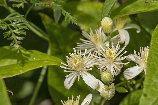 plamienok plotný Clematis vitalba L.