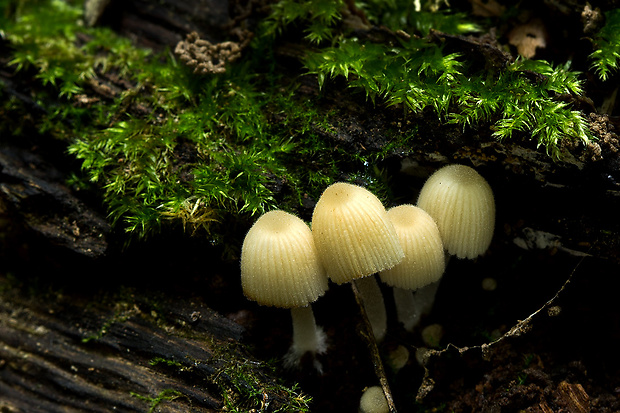 hnojník rozsiaty Coprinellus disseminatus (Pers.) J.E. Lange