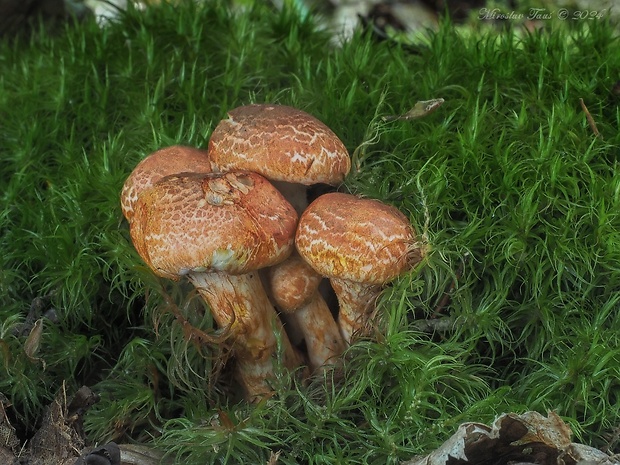 pavučinovec červenošupinatý Cortinarius bolaris (Pers.) Fr.