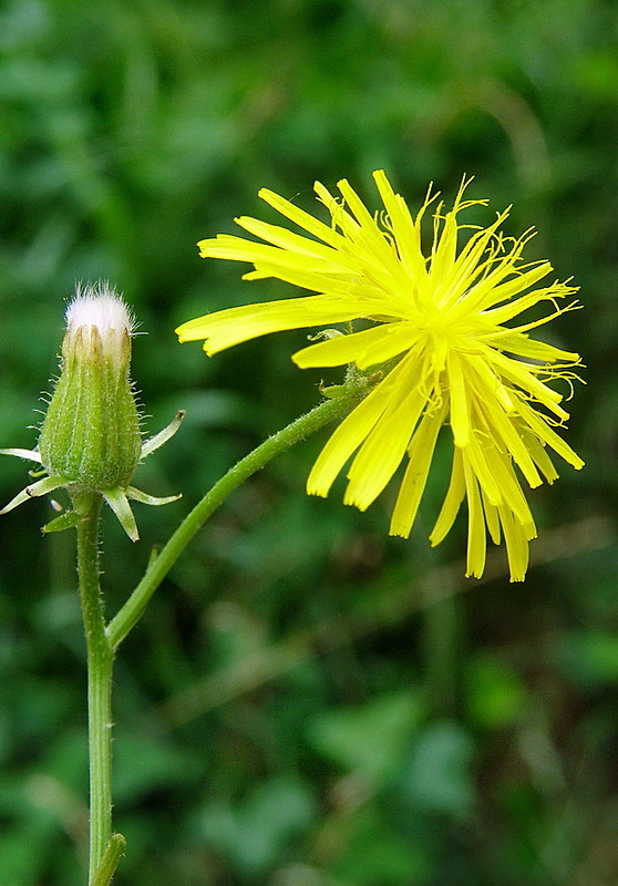 škarda strechová Crepis tectorum L.