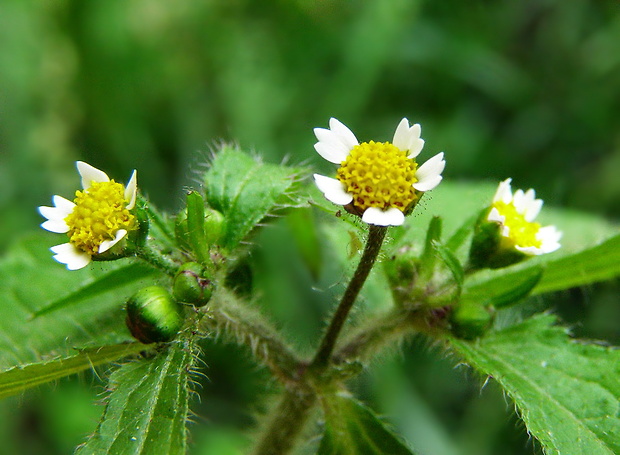 žltnica pŕhľavolistá Galinsoga urticifolia (Humb., Bonpl. et Kunth) Benth.