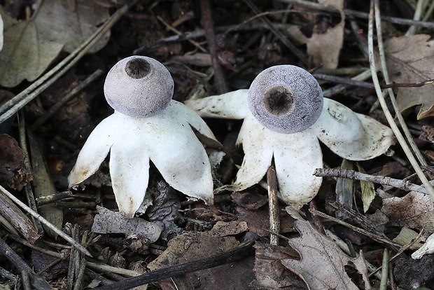 hviezdovka Geastrum britannicum J.C. Zamora