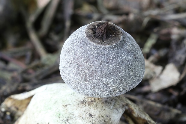 hviezdovka Geastrum britannicum J.C. Zamora