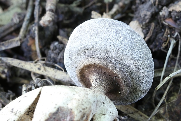 hviezdovka Geastrum britannicum J.C. Zamora