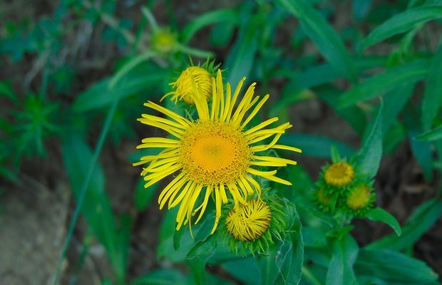 oman britský Inula britannica L.