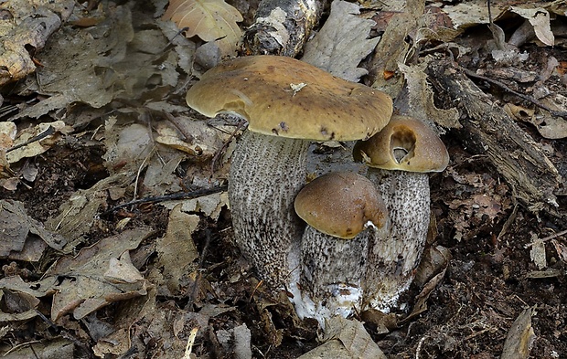 kozák hrabový Leccinum pseudoscabrum (Kallenb.) Šutara